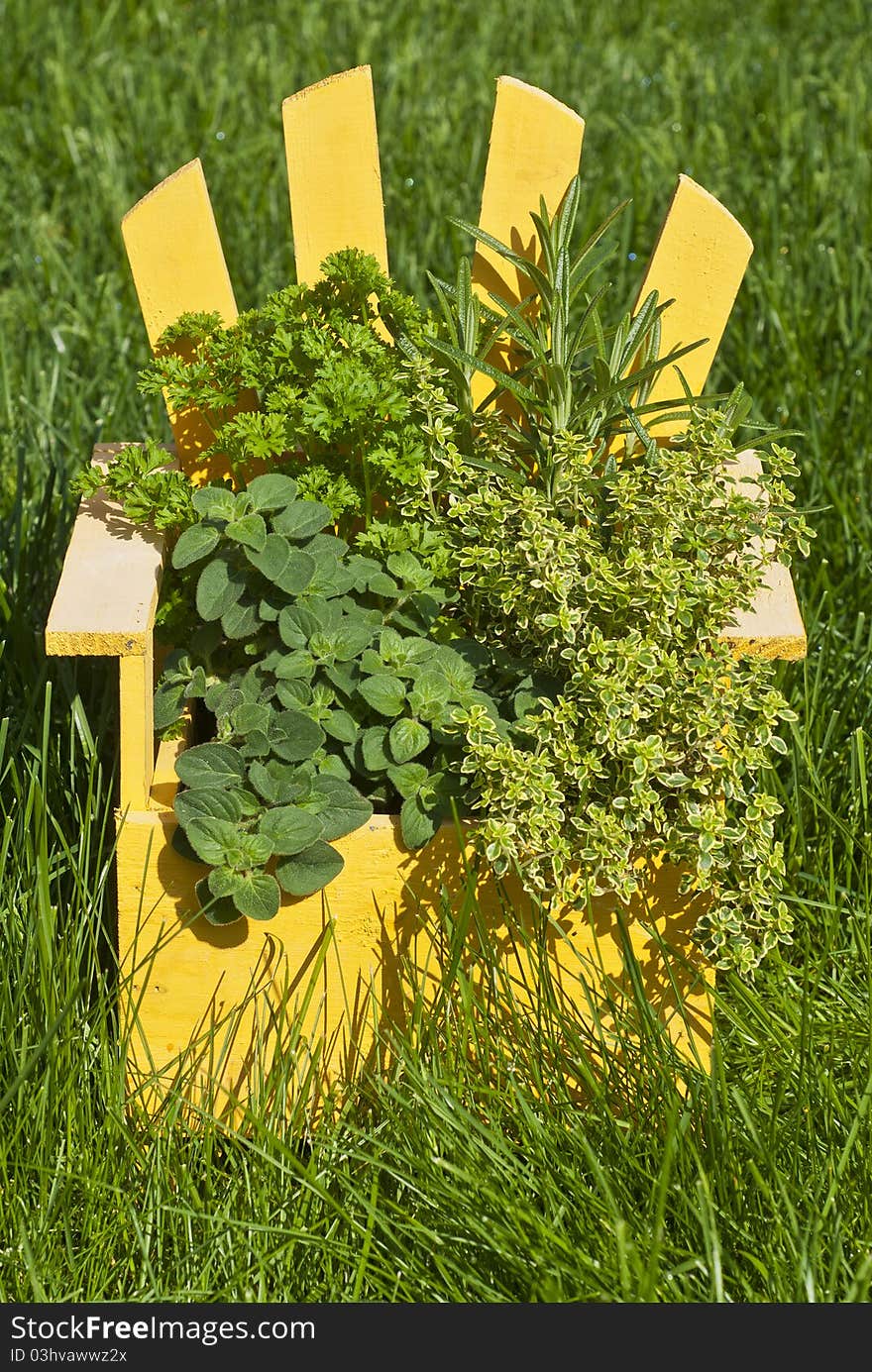 Fresh Mixed Herbs in a Wood Planter