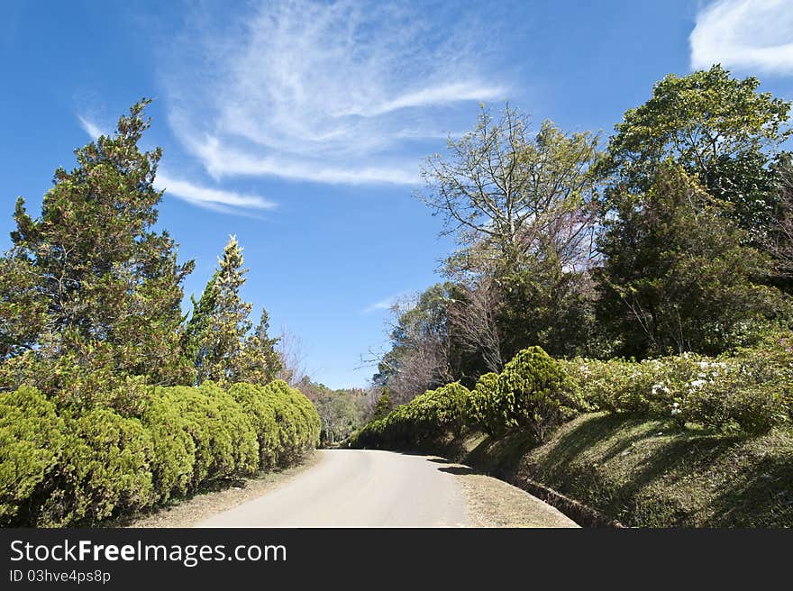 Forest walking path leading