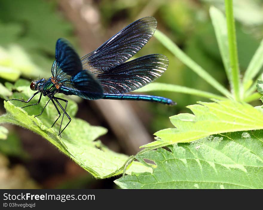 Dragonfly with the opened wings, sitting on green sheet largely. Dragonfly with the opened wings, sitting on green sheet largely