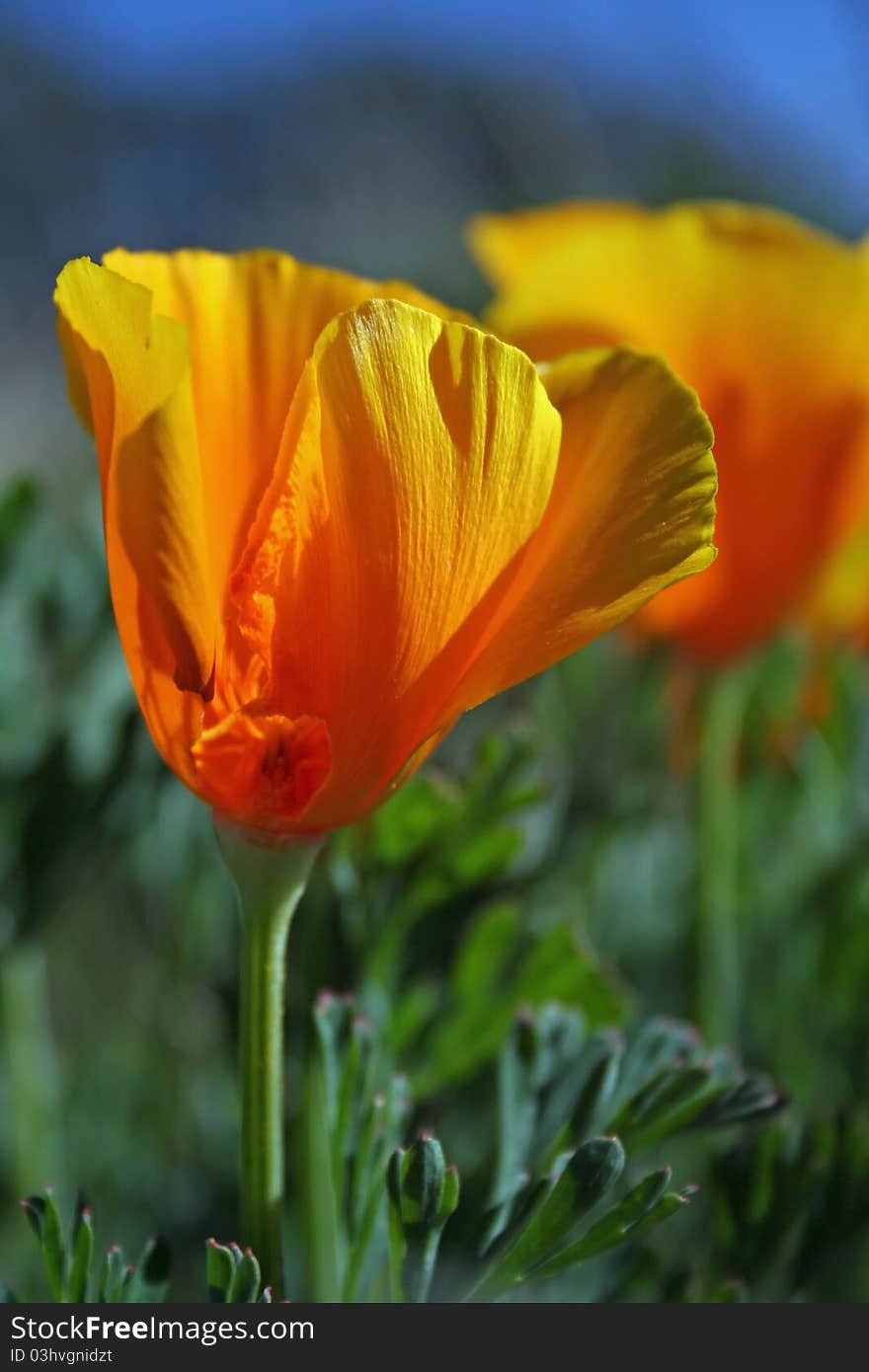 Beautiful poppy in the sunshine. Beautiful poppy in the sunshine