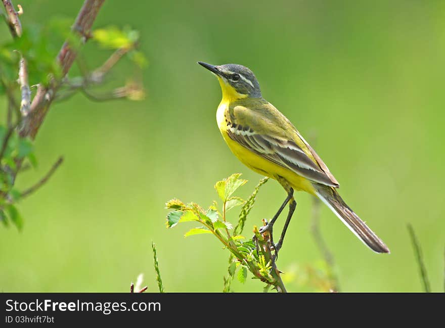 Yellow wagtail