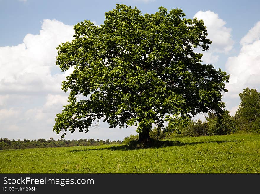 The tree growing in the field near to wood (late spring). The tree growing in the field near to wood (late spring)