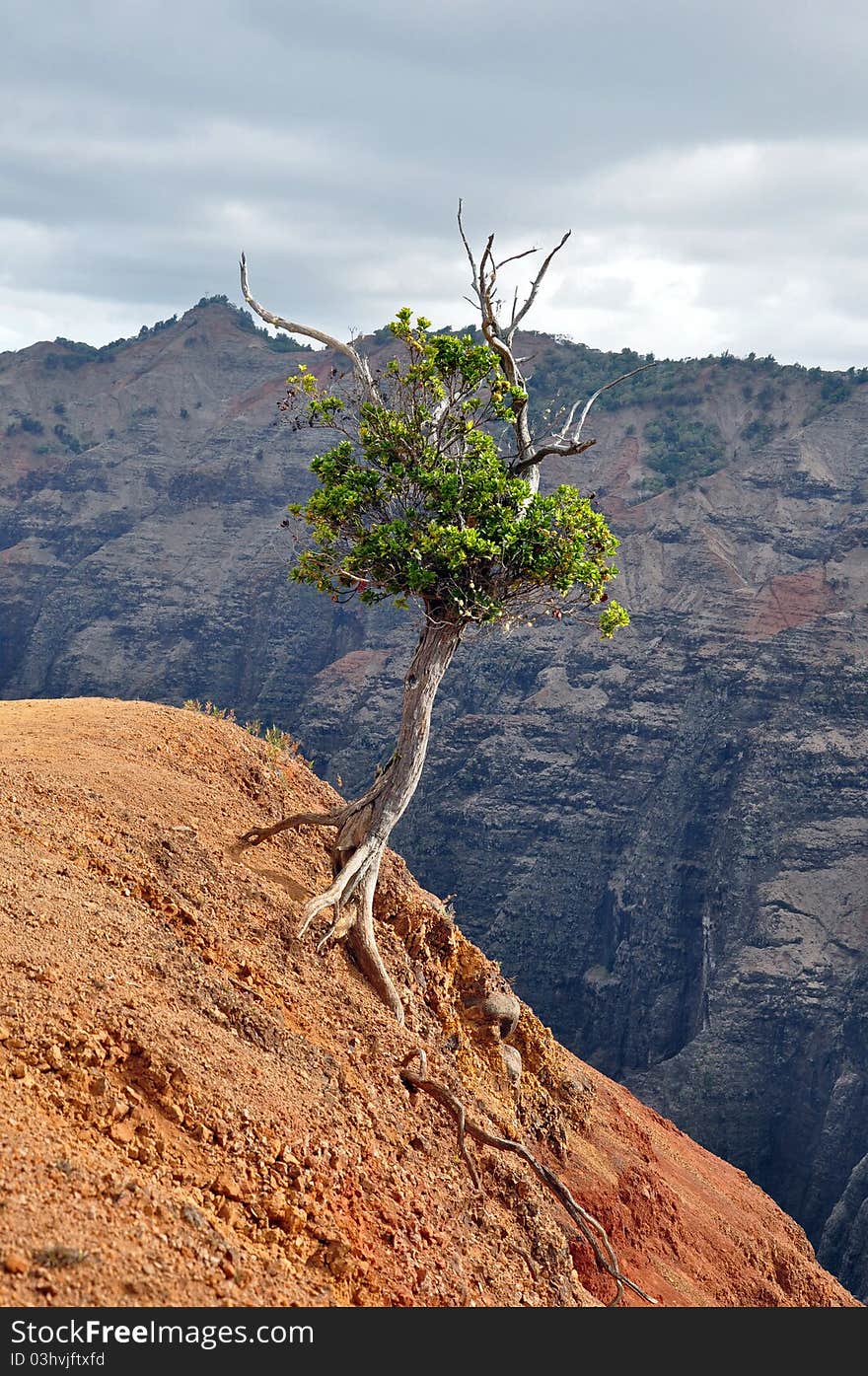 Tree on edge of canyon in Mauai, Hawaii. Tree on edge of canyon in Mauai, Hawaii