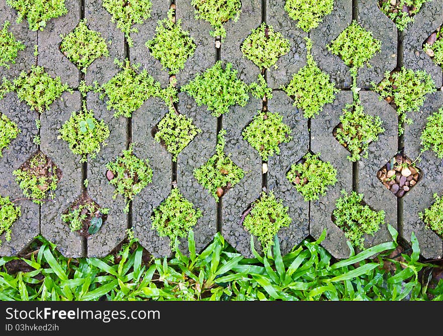 Fern Moss in the corner bricks. To make the pavement.