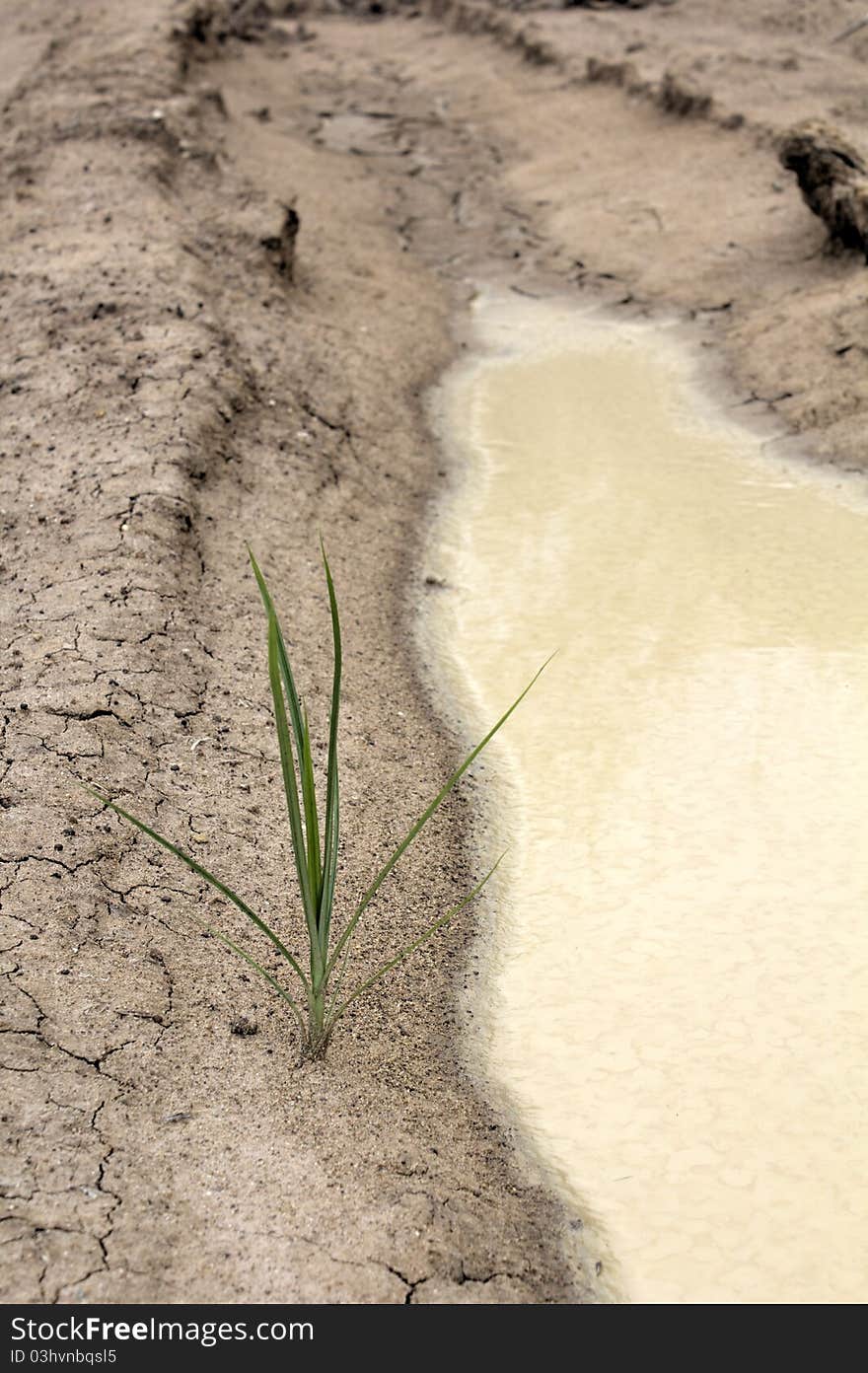 Sand grass near the pond water less arid. Sand grass near the pond water less arid.