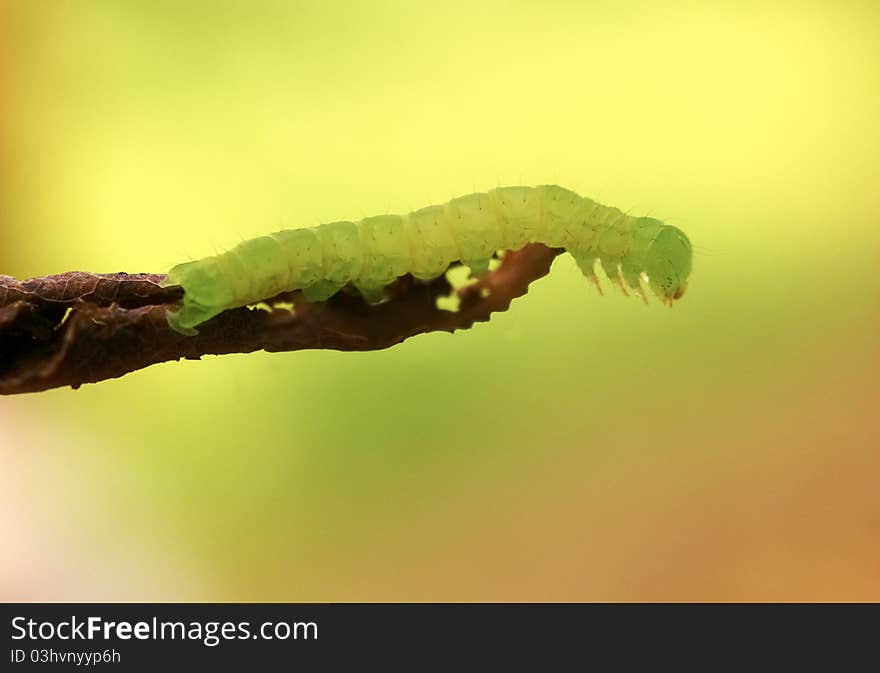 Close Up Of The Caterpillar