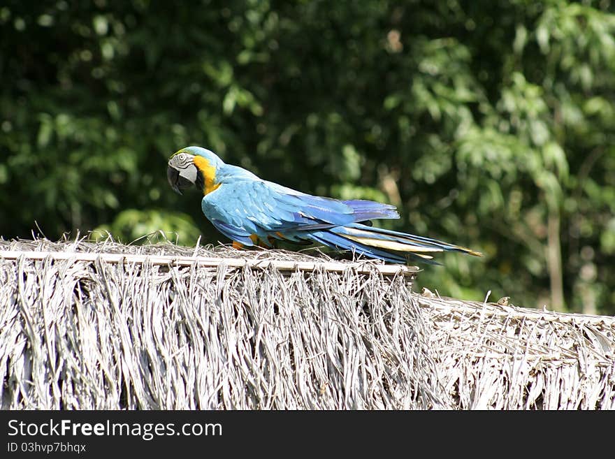 Blue and Gold Macaw, Peru, South America