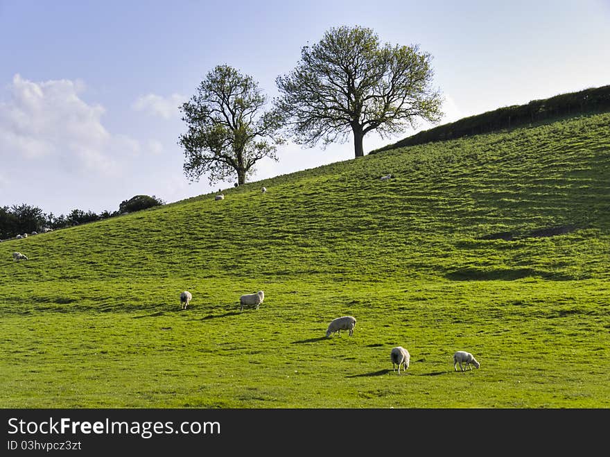 English Field In Spring