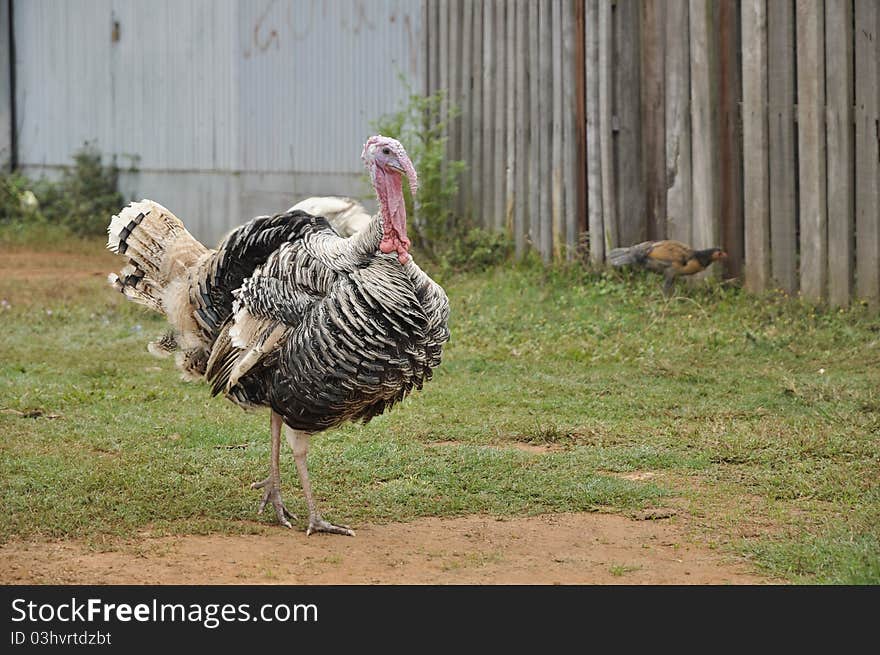 Turkeys raised in the countryside. Often left to live in freedom. Turkeys raised in the countryside. Often left to live in freedom.