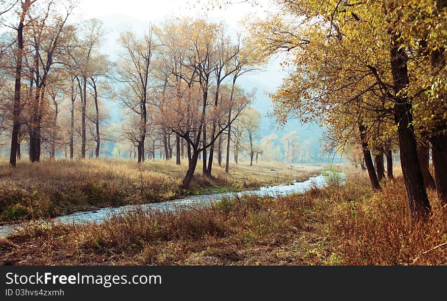 Autumn forest