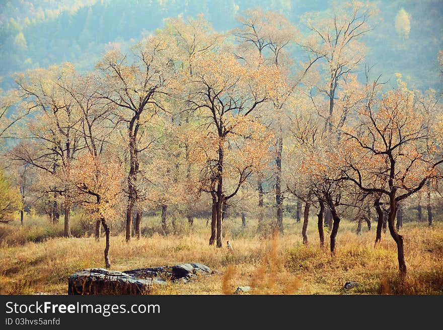 Autumn forest