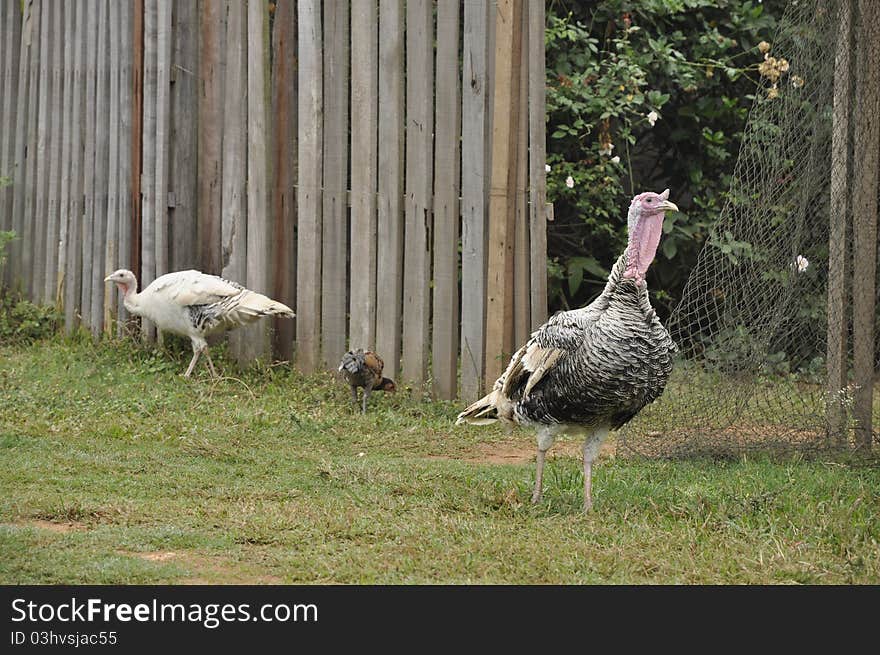 Turkeys raised in the countryside. Often left to live in freedom. Turkeys raised in the countryside. Often left to live in freedom.