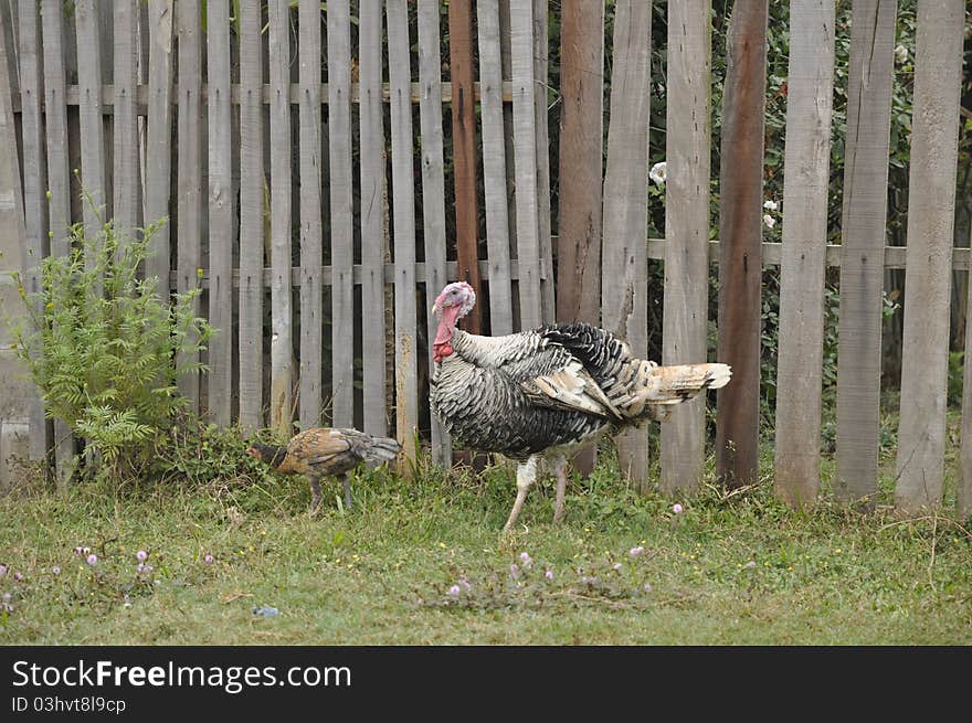 Turkeys raised in the countryside. Often left to live in freedom. Turkeys raised in the countryside. Often left to live in freedom.