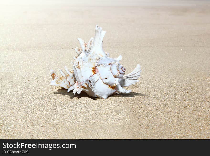 White shell lying on a sandy beach. White shell lying on a sandy beach