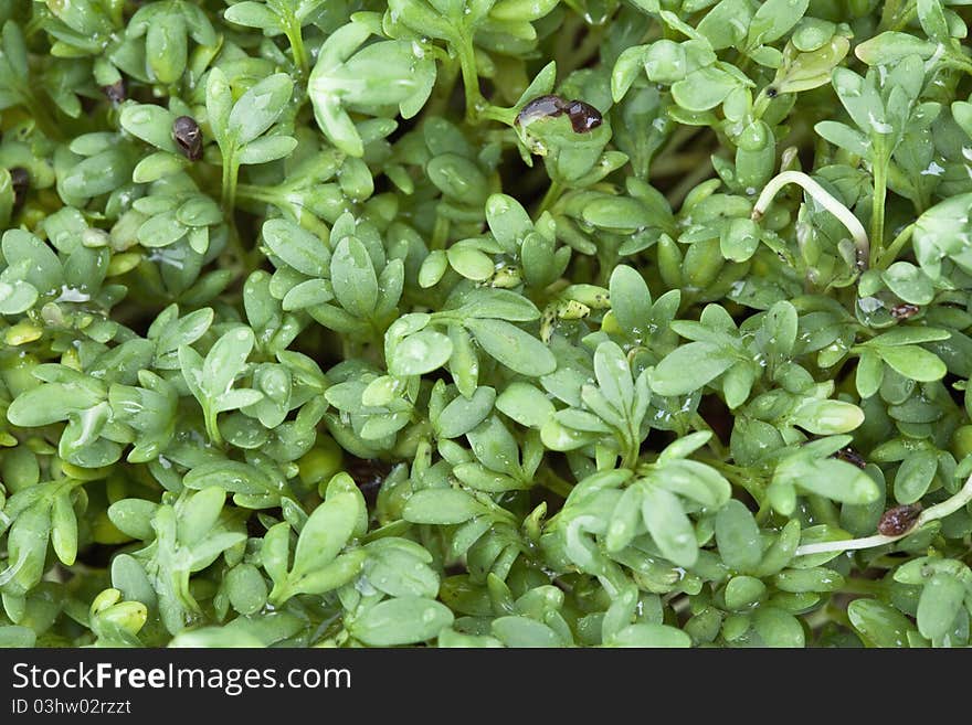 Close up of a fresh watercress