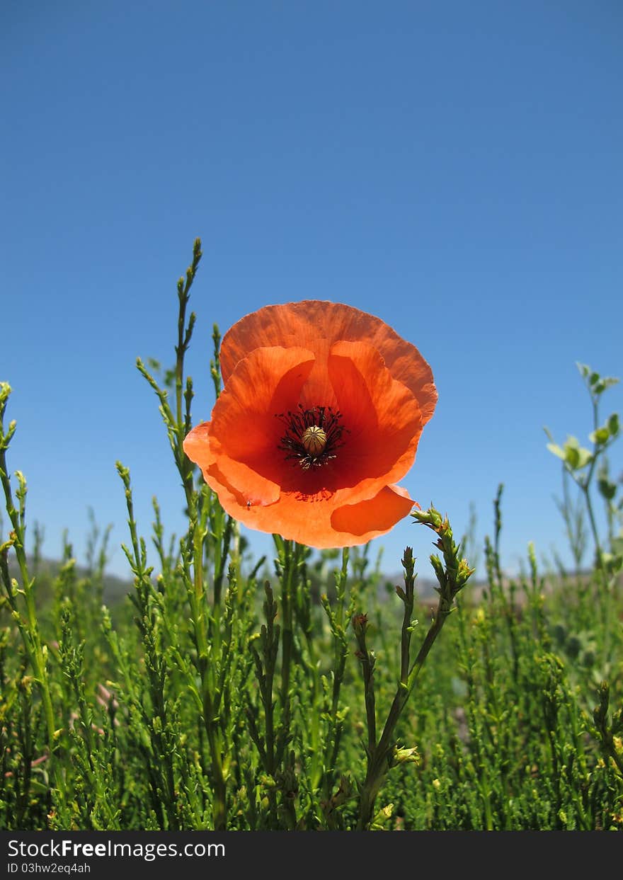 Poppy