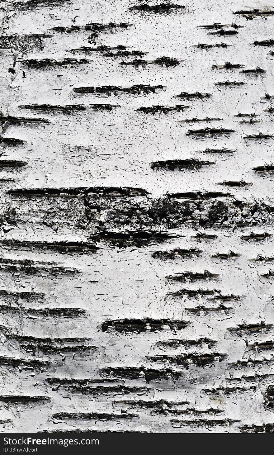 Birch bark texture