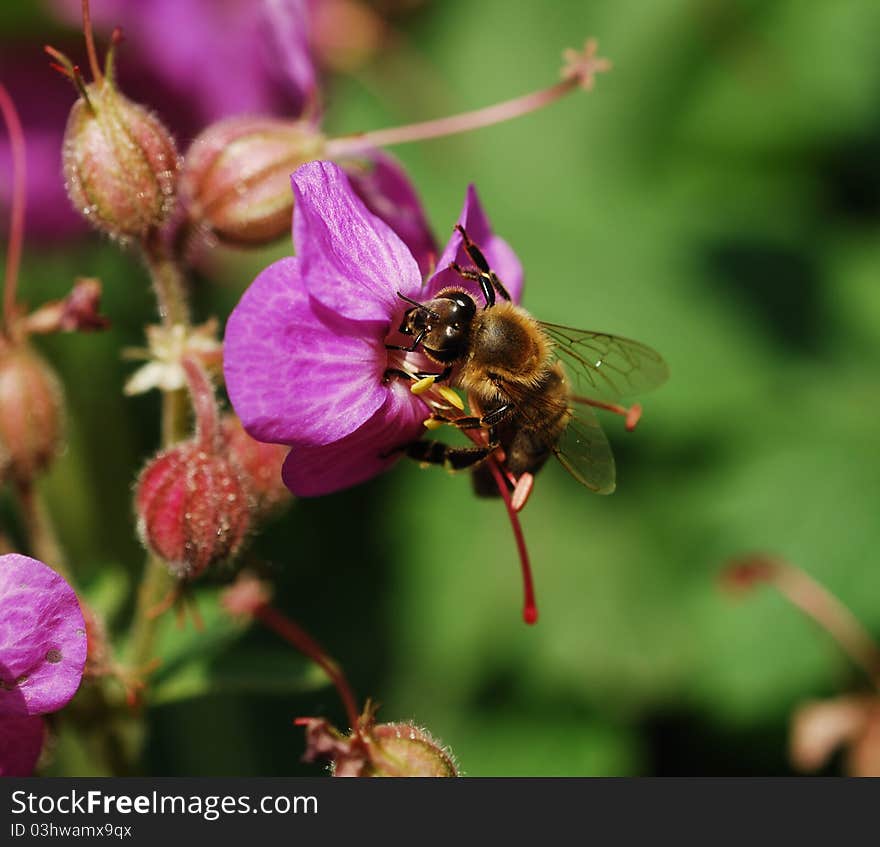 Geranium