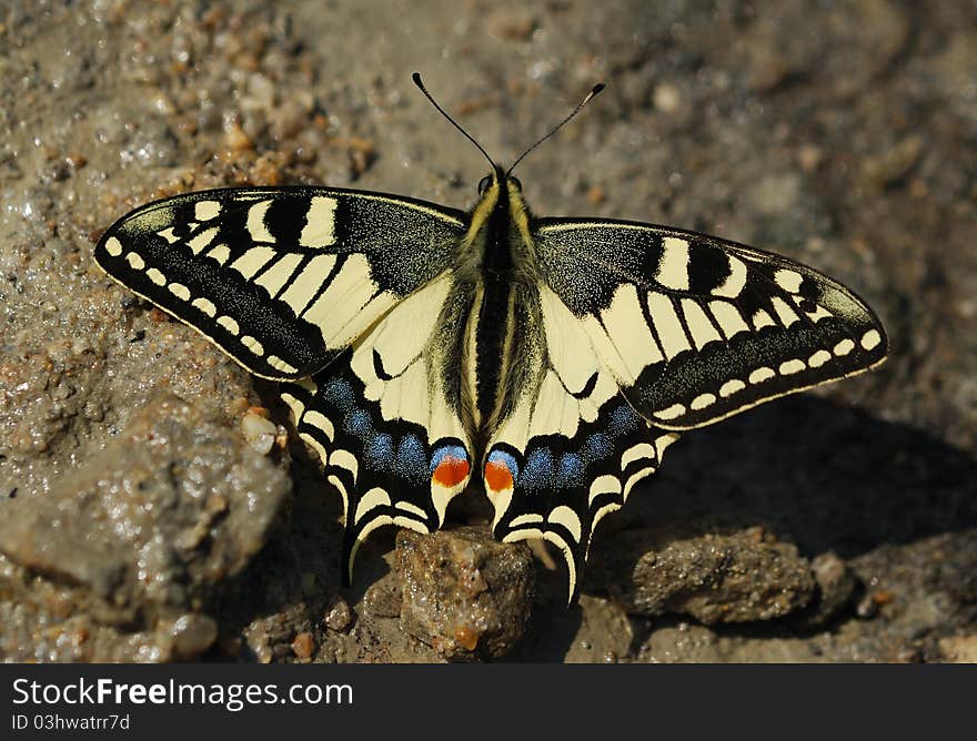 Beautiful butterfly landed on the ground