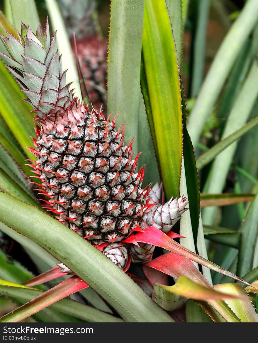 Beautiful pineapple with green leaves. Beautiful pineapple with green leaves