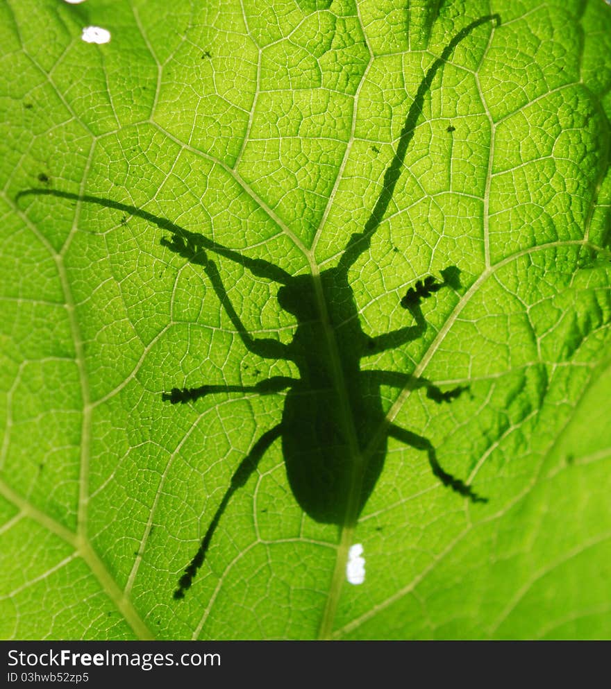 Morimus Funereus