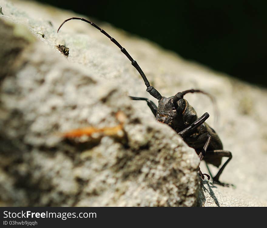 Morimus funereus