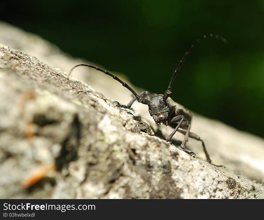 Morimus funereus