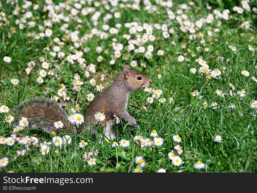 Squirrel on the lawn between the daisies