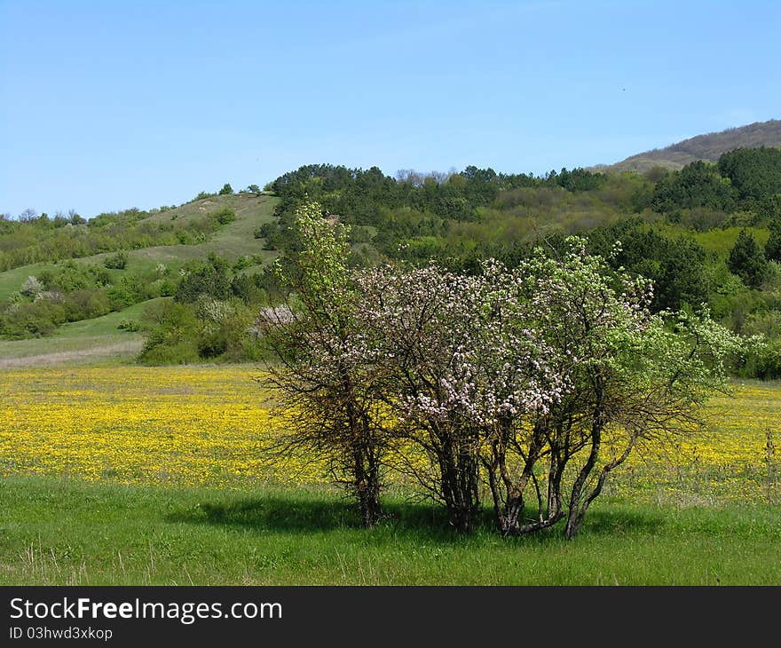 Spring. Apple garden in blossom