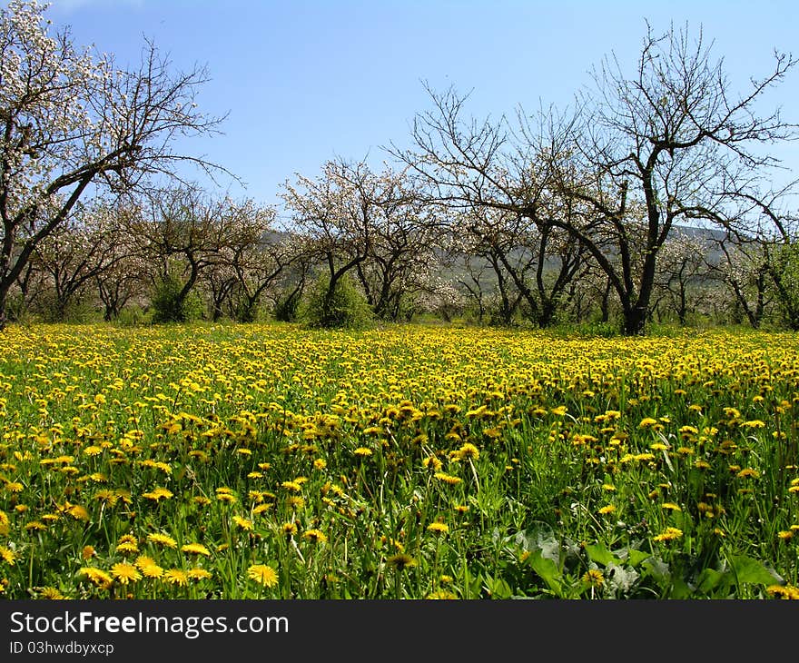 Spring. Apple garden in blossom