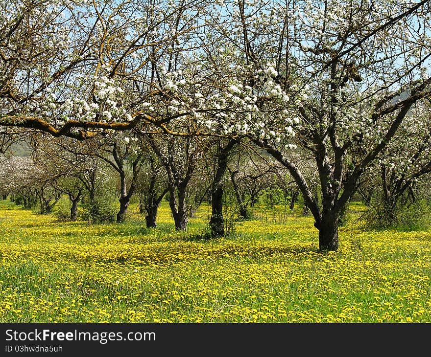 Spring. Apple garden in blossom