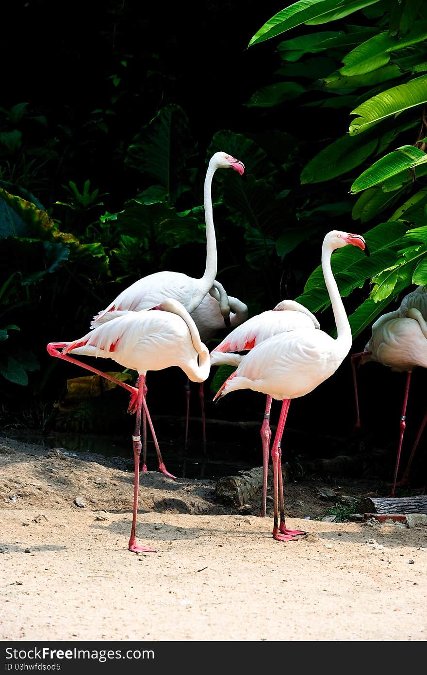 Flamingo bird in the zoo,Thailand