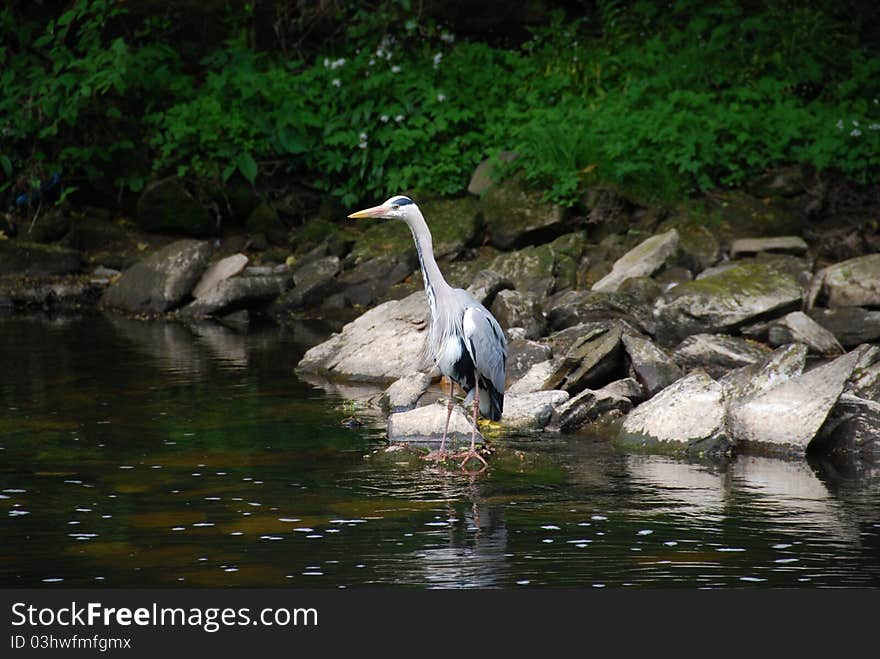 Stork