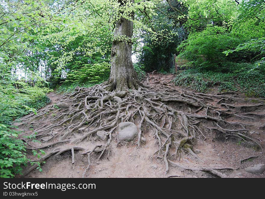 Tree Roots