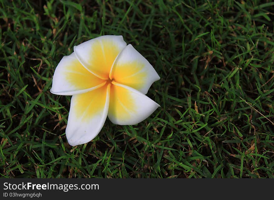 Plumeria flower  on grass