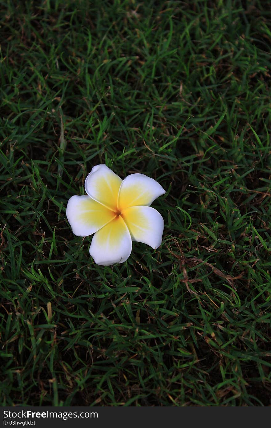 Plumeria flower  on the grass. Plumeria flower  on the grass