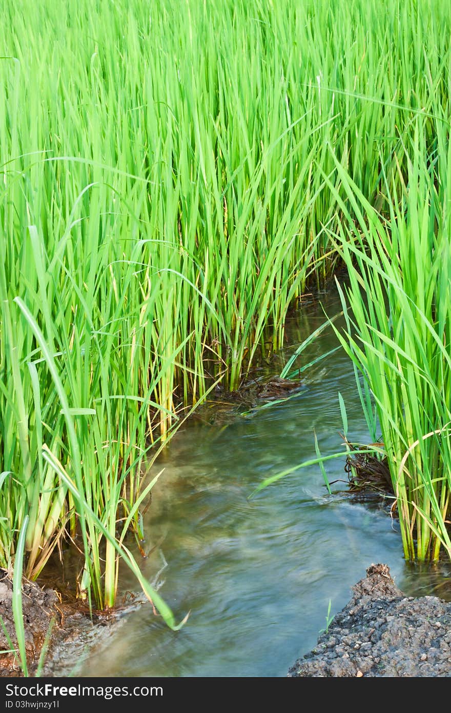 Rice is the major export product of Thailand From the green rice fields. Rice is the major export product of Thailand From the green rice fields.