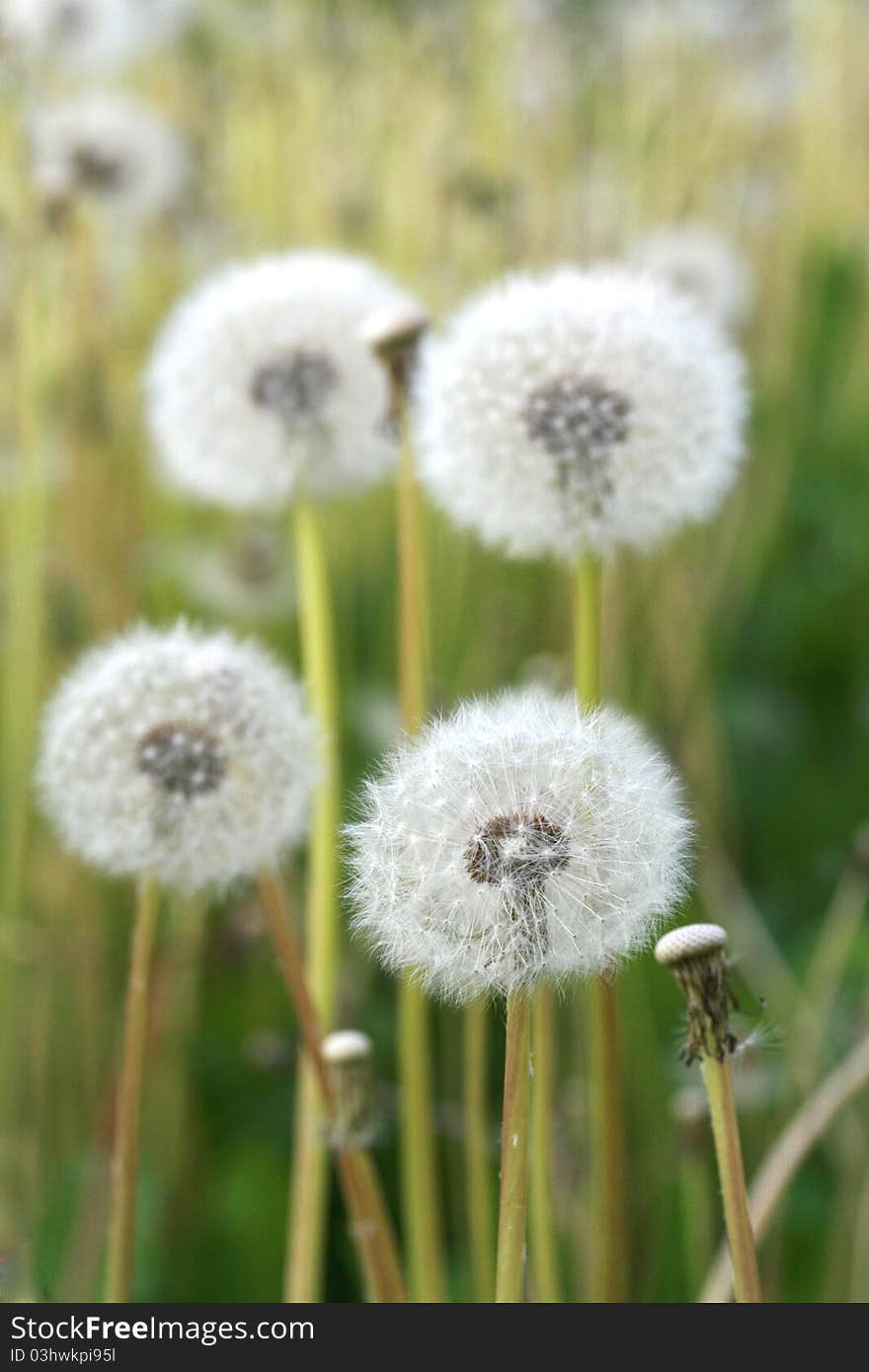 Many dandelions in a field. Many dandelions in a field