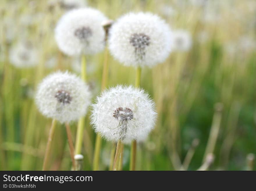 Dandelions In A Field