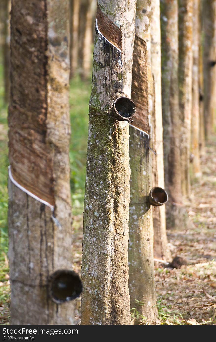 Rubber Plantation at south of Thailand