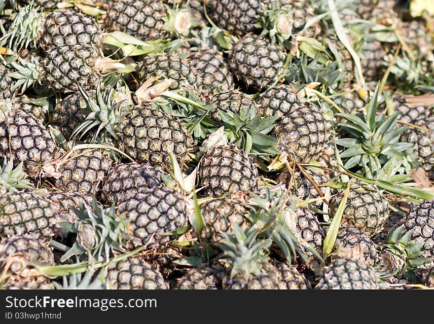 The pineapple groups in farm. The pineapple groups in farm