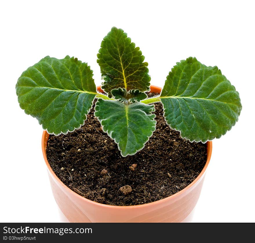 Young sprout a flower in a pot with earth isolated on white background. Young sprout a flower in a pot with earth isolated on white background