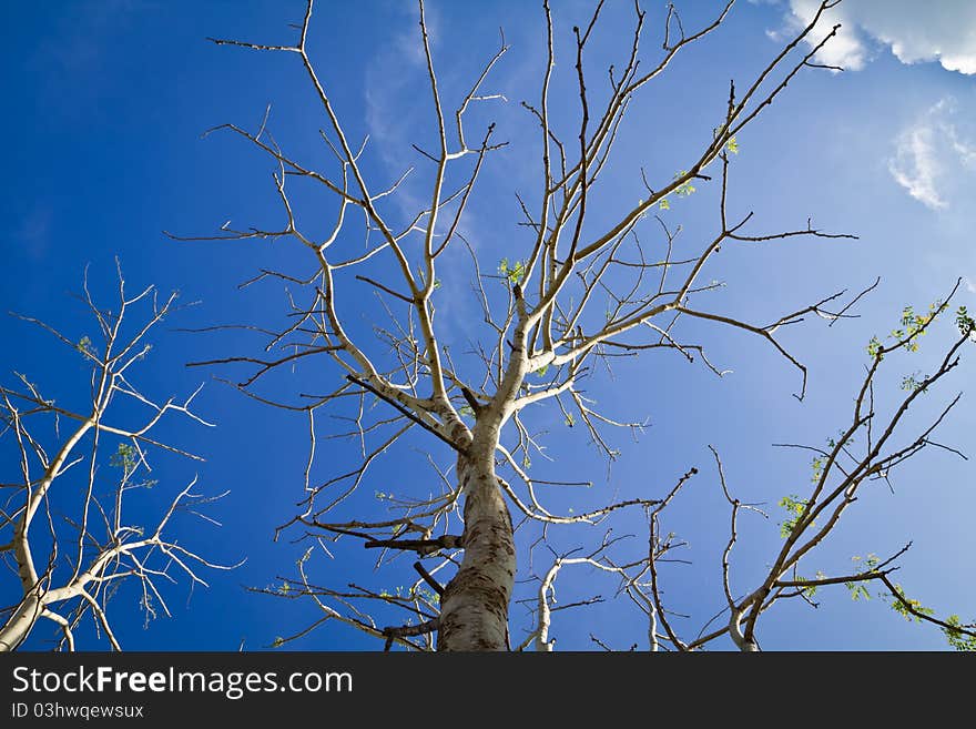 Branch of dry tree against the blue sky. Branch of dry tree against the blue sky