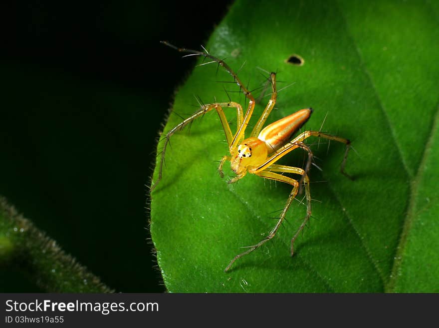 Yellow spider on green leaf