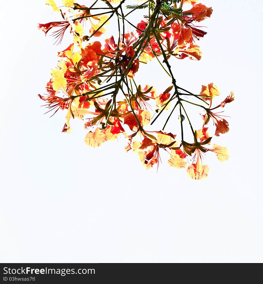 Vibrant of tropical flower isolated on white background. Vibrant of tropical flower isolated on white background