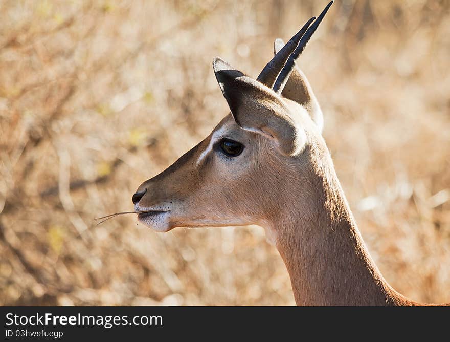 Gazelle munching