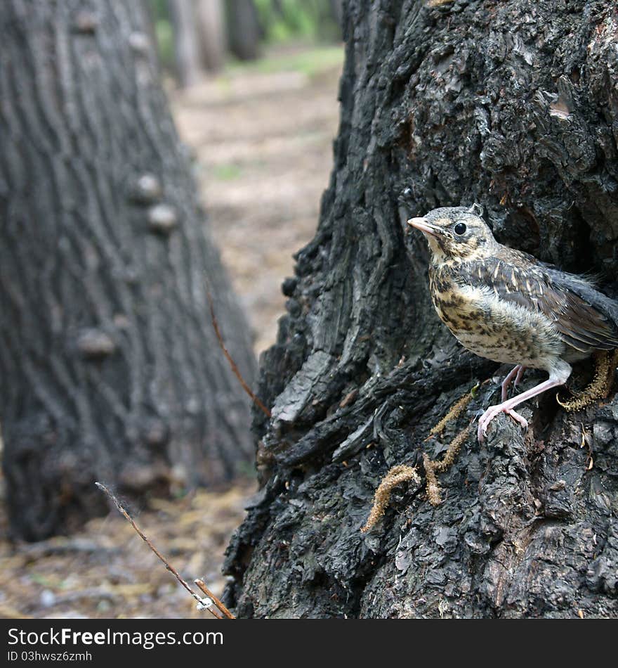 Lonely little nestling in the forest