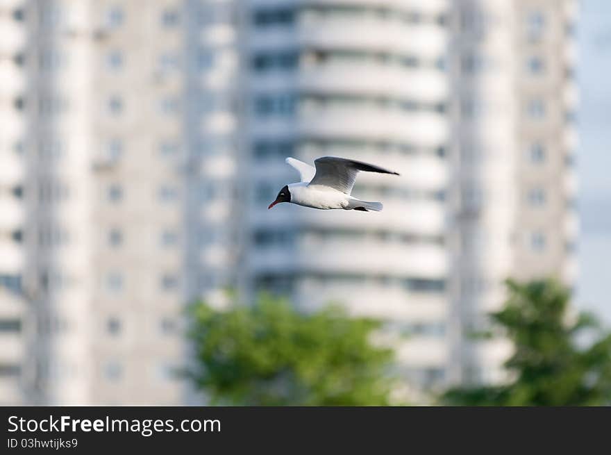 Seagull in flight