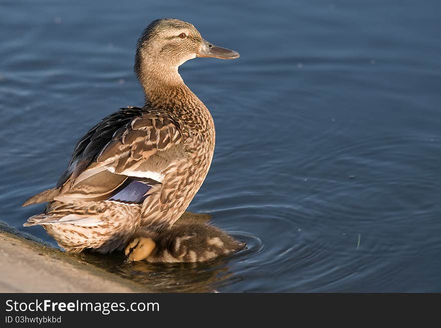 Duck mom watching over duckling