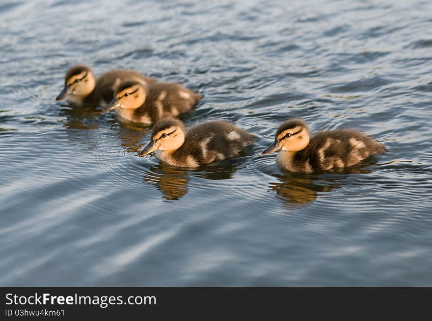 A flock of young ducks. A flock of young ducks